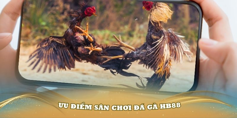 Những ưu điểm của sân chơi đá gà HB88